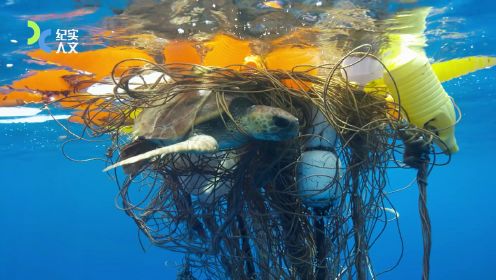漂浮的塑料对海洋动物伤害有多大？看着太痛心！