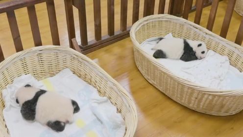 新生熊猫宝宝集体亮相！