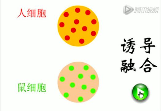 高中生物教学《人鼠细胞融合实验》动画视频_腾讯视频