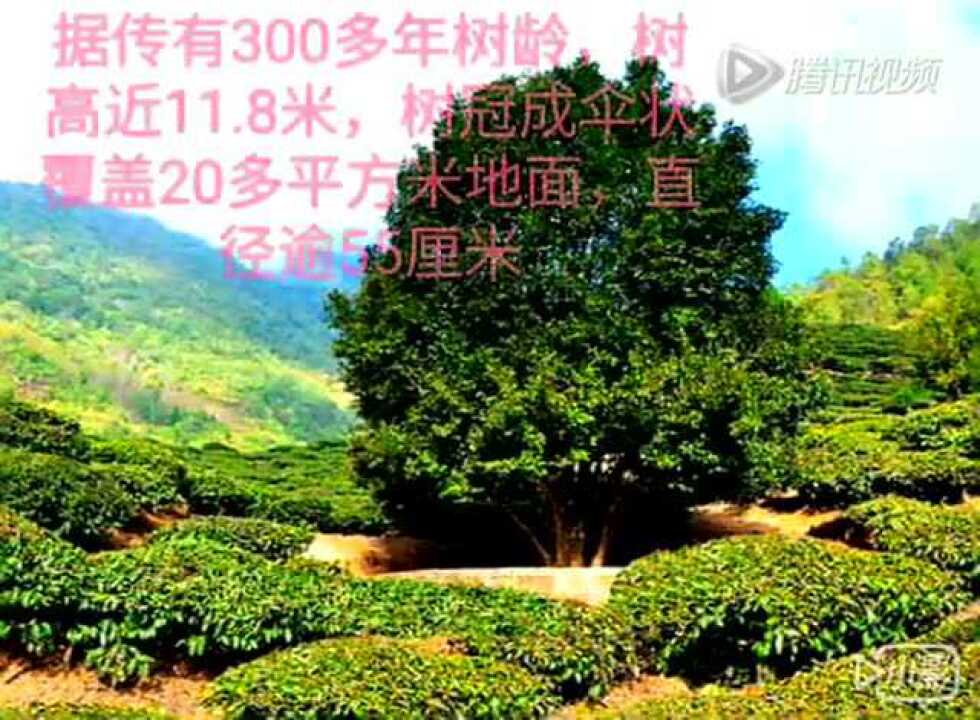 大理南涧无量山填古德村大山茶王 腾讯视频