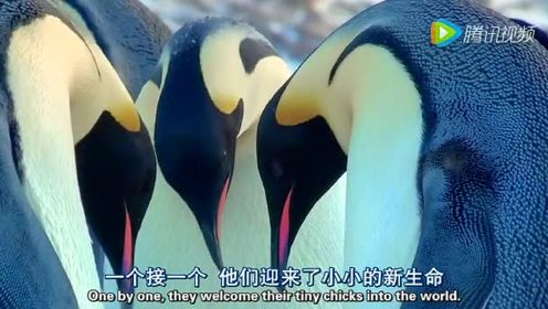 BBC纪录片年度压轴：帝企鹅宝宝的生命轮回之旅