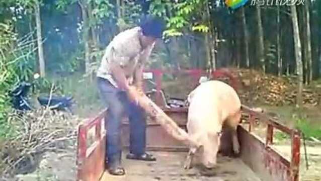 三轮车上敲猪_腾讯视频