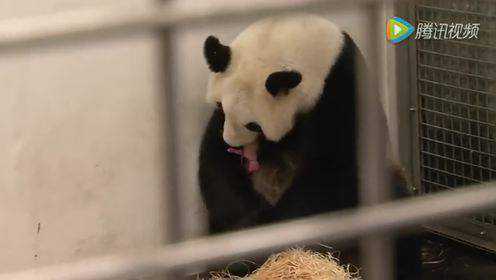 大熊猫“好好”首次在比利时产仔全程 暖心！