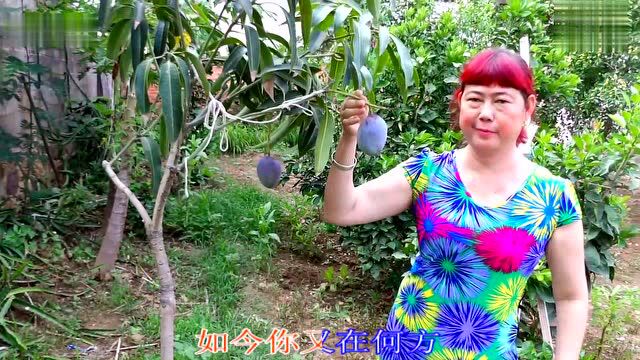 美多多广场舞生活视频歌曲彩云之南果园摘水果