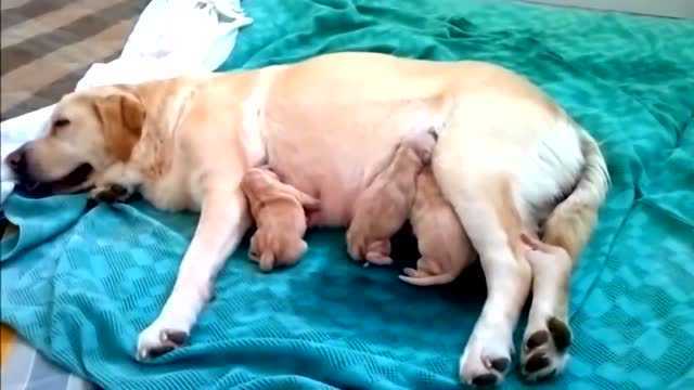 拉布拉多犬生宝宝给宝宝喂奶小狗一天天长大真可爱