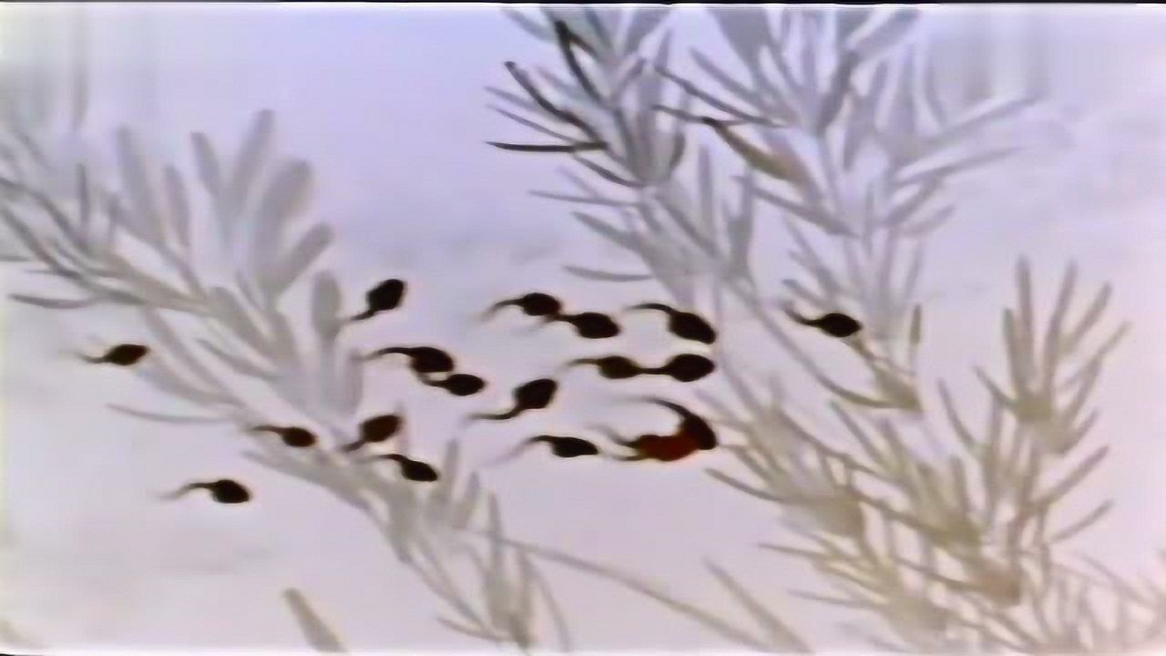小蝌蚪找妈妈（1961国产经典水墨动画片）_高清