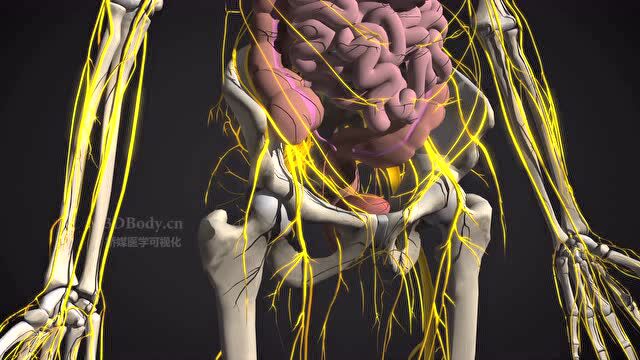 3dbody8.0解剖学教学系统