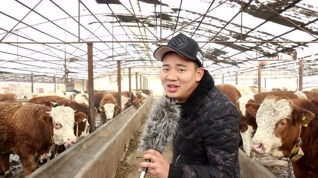 新泰宝宝来了第六集