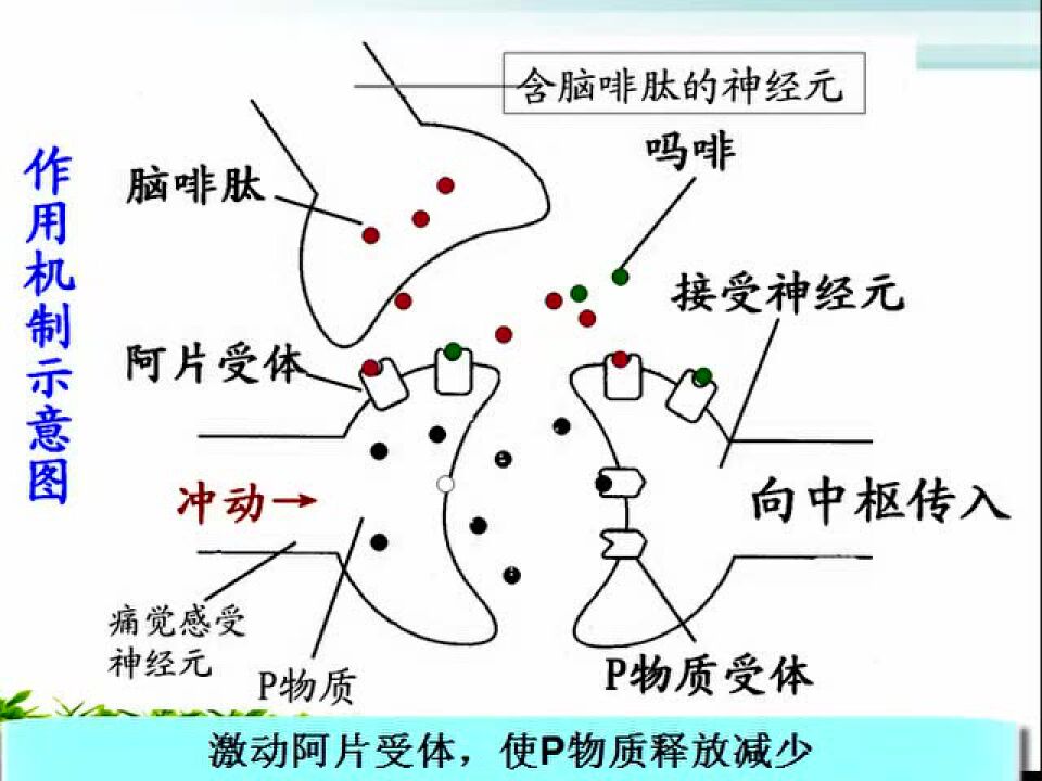 吗啡的镇痛机制_高清1080P在线观看平台_腾讯视频