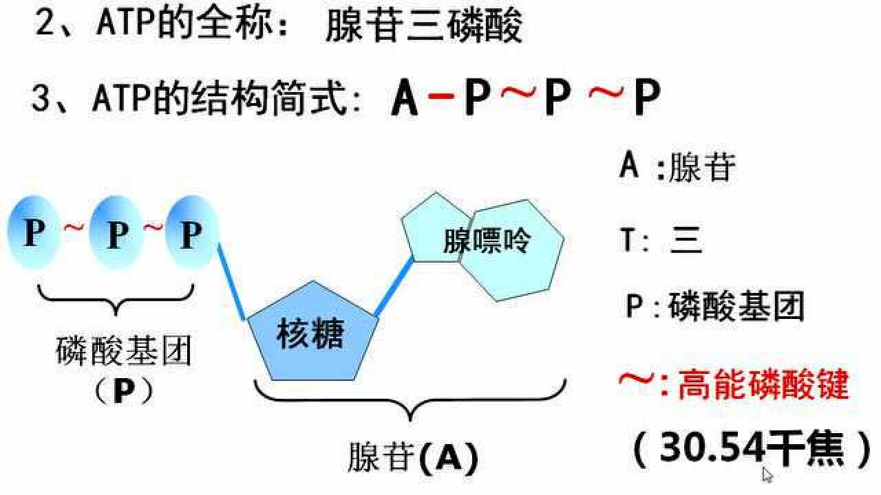 ATP的结构与功能_高清1080P在线观看平台_腾讯视频