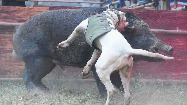 两条凶猛的杜高犬大战一头野猪这头野猪简直就是猎犬的噩梦