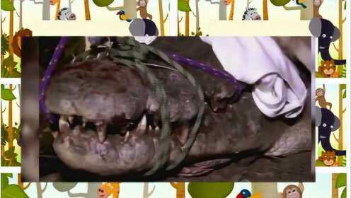 科学家说这是他抓过最长的鳄鱼，这鳄鱼身长达5.27米