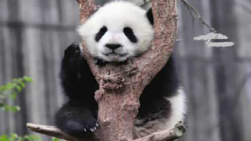 奶爸说了，要成为大熊猫就要学会爬树，看我嘿咻嘿咻往上爬