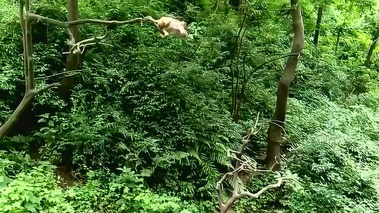 動物園看猴子,太厲害了猴子爬樹