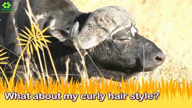 少儿英语: buffalo可爱的水牛