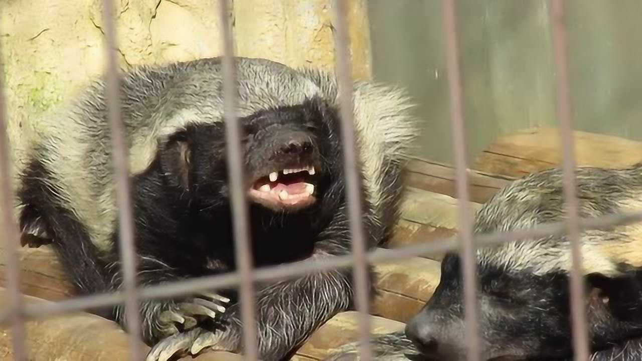 你听到过蜜獾的叫声吗?原来平头哥的声音是这样的_高清1080P在线观看平台_腾讯视频