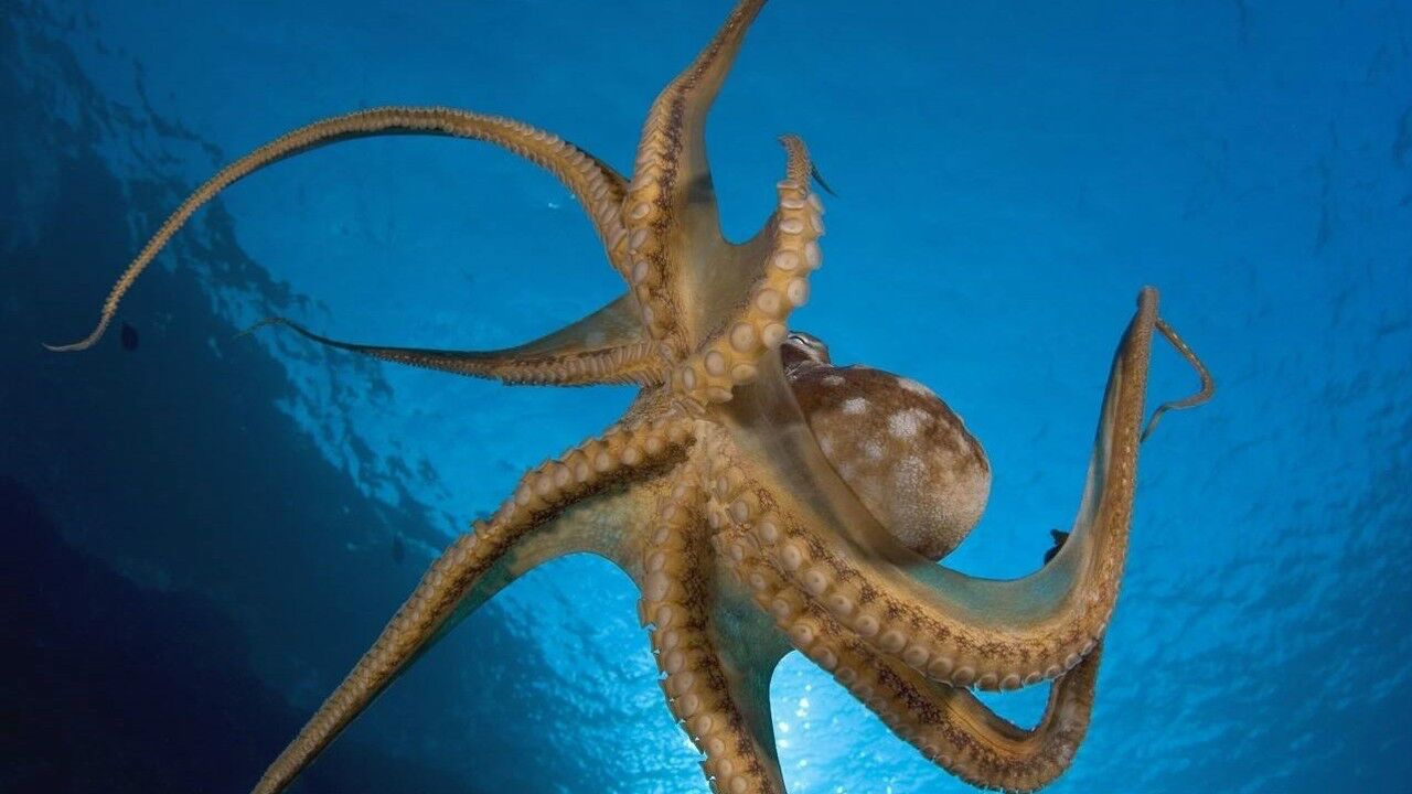 凶残的刺客章鱼!捕杀鲨鱼而且追杀同类,上演惊险生死大战