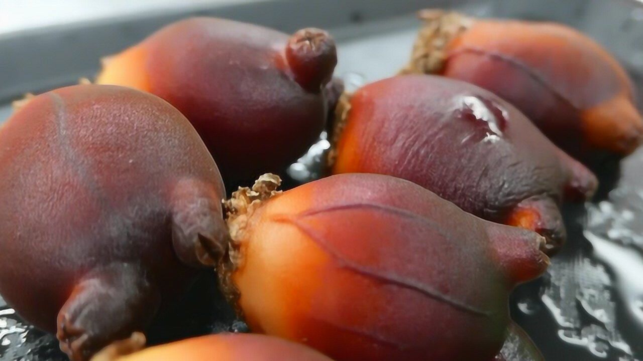 实拍韩国街头小吃俗称海菠萝的海鞘看看厨师是怎么处理的