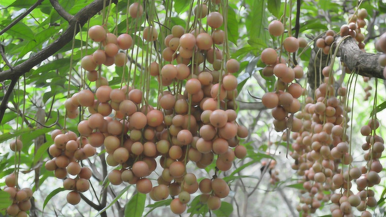 龙州火果 学名木奶果 天然壮阳果