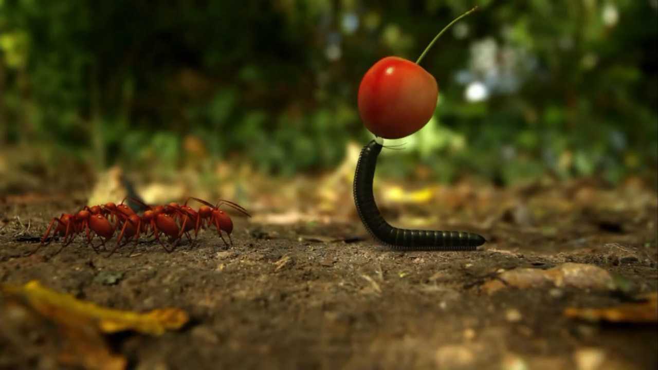 昆虫总动员红蚂蚁霸道强抢食物黑蚂蚁智斗夺回坚果