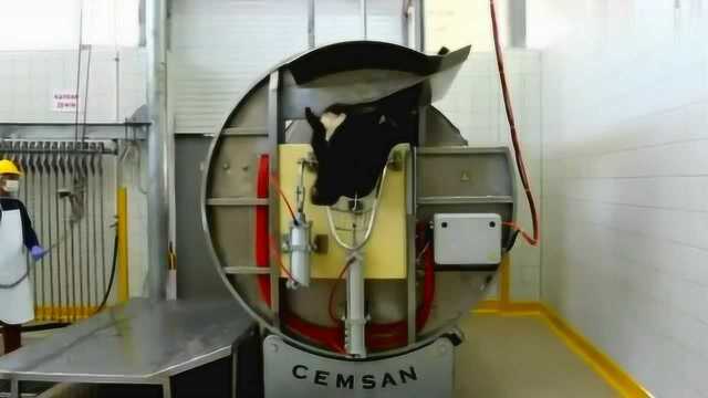 德国机械化杀牛善解人意人性化