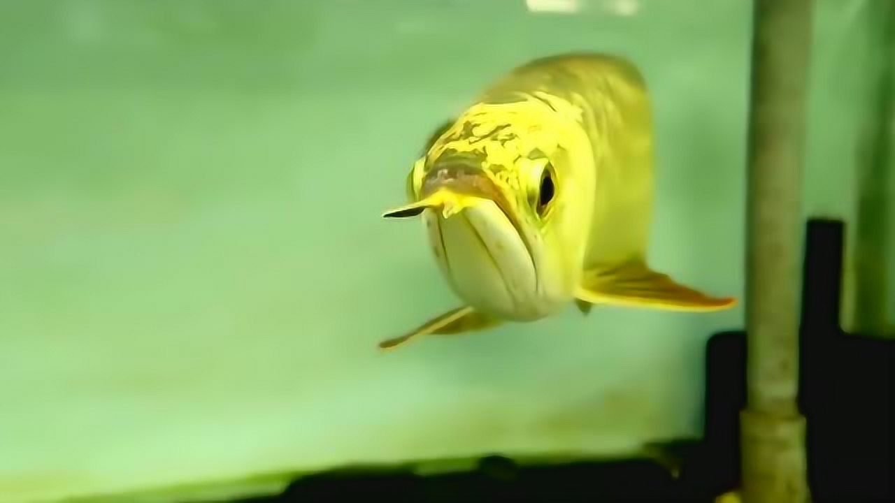 中国最大的金龙鱼养殖场价格上的问题一直有很大的争议