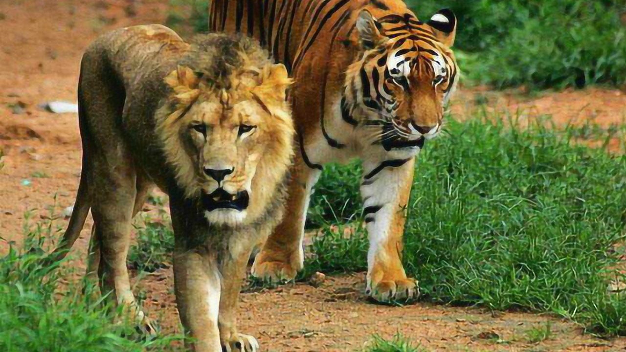 动物世界顶级猎手激烈生死斗狮子和老虎究竟鹿死谁手