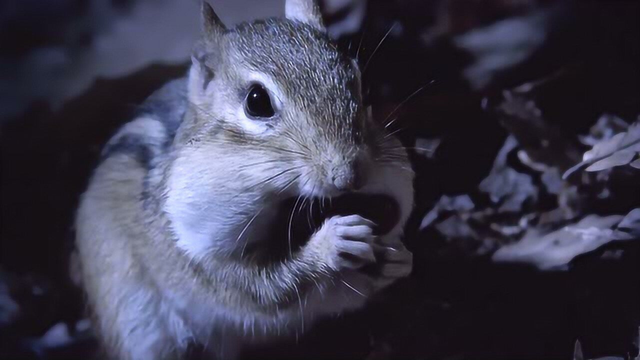 精靈鼠小弟鷹口勇奪食