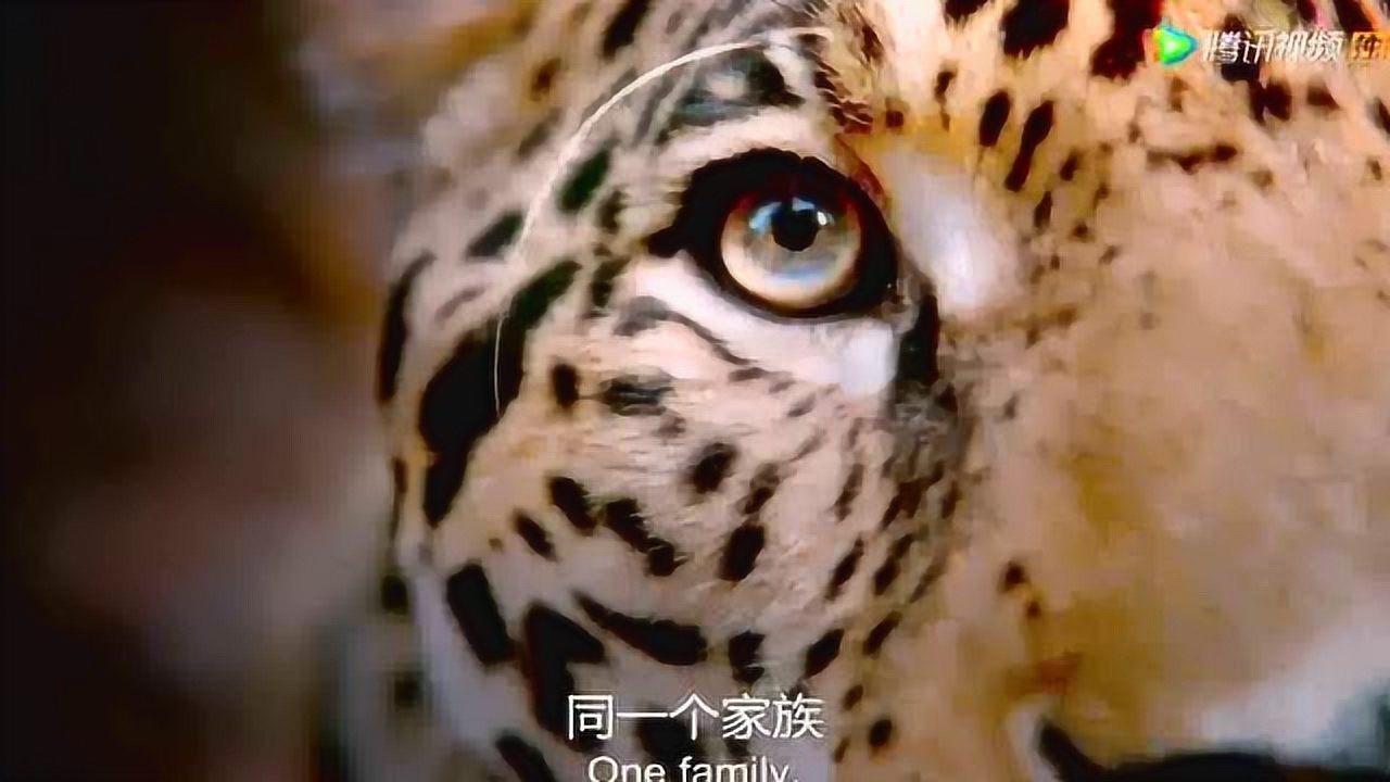 片头集No.1 BBC纪录片《大猫》第1集_腾讯视频