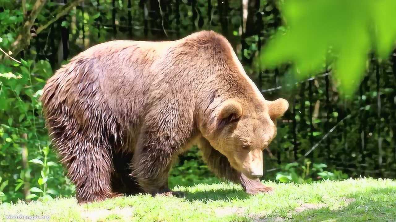 35種動物叫聲及動物名子英文發音_騰訊視頻