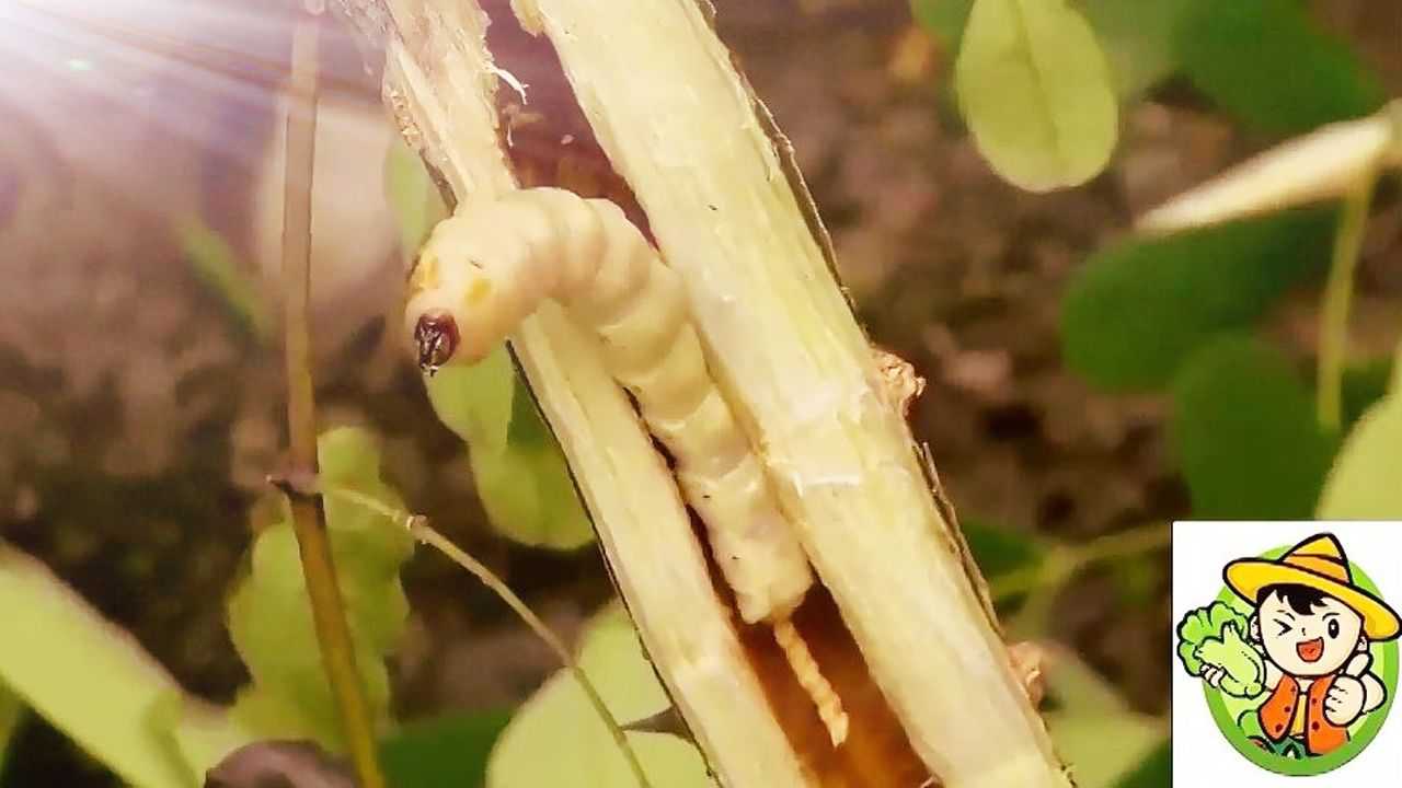 天牛幼虫可以吃吗图片