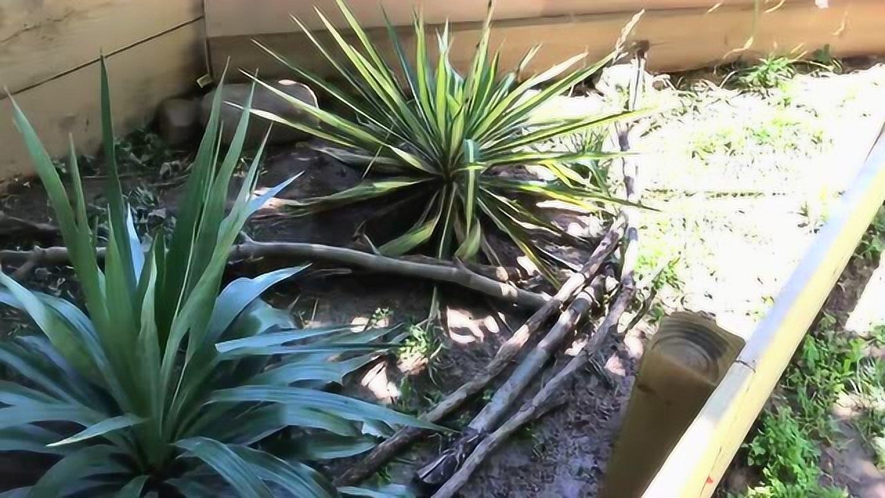 丽环木纹龟油彩木纹龟的简约小龟池乌龟室外饲养环境参考
