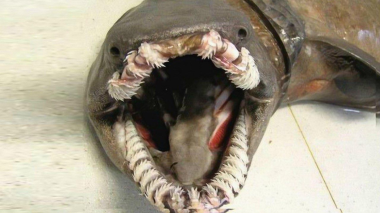 恐怖鲨鱼图片 吓人图片