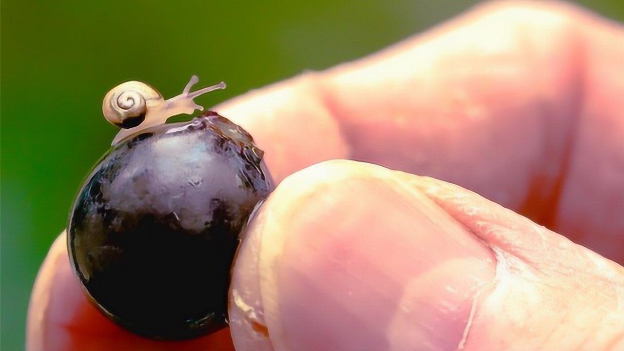 世界上最小的蜗牛针眼里能放10个以细菌为食