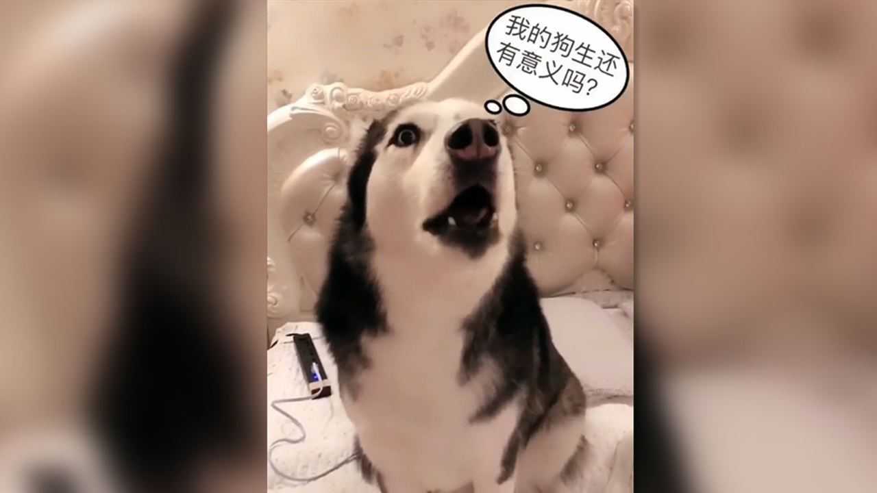 吃醋汪！当哈士奇发现女主人外面有别的狗时，狗狗内心是崩溃的！_高清1080P在线观看平台_腾讯视频