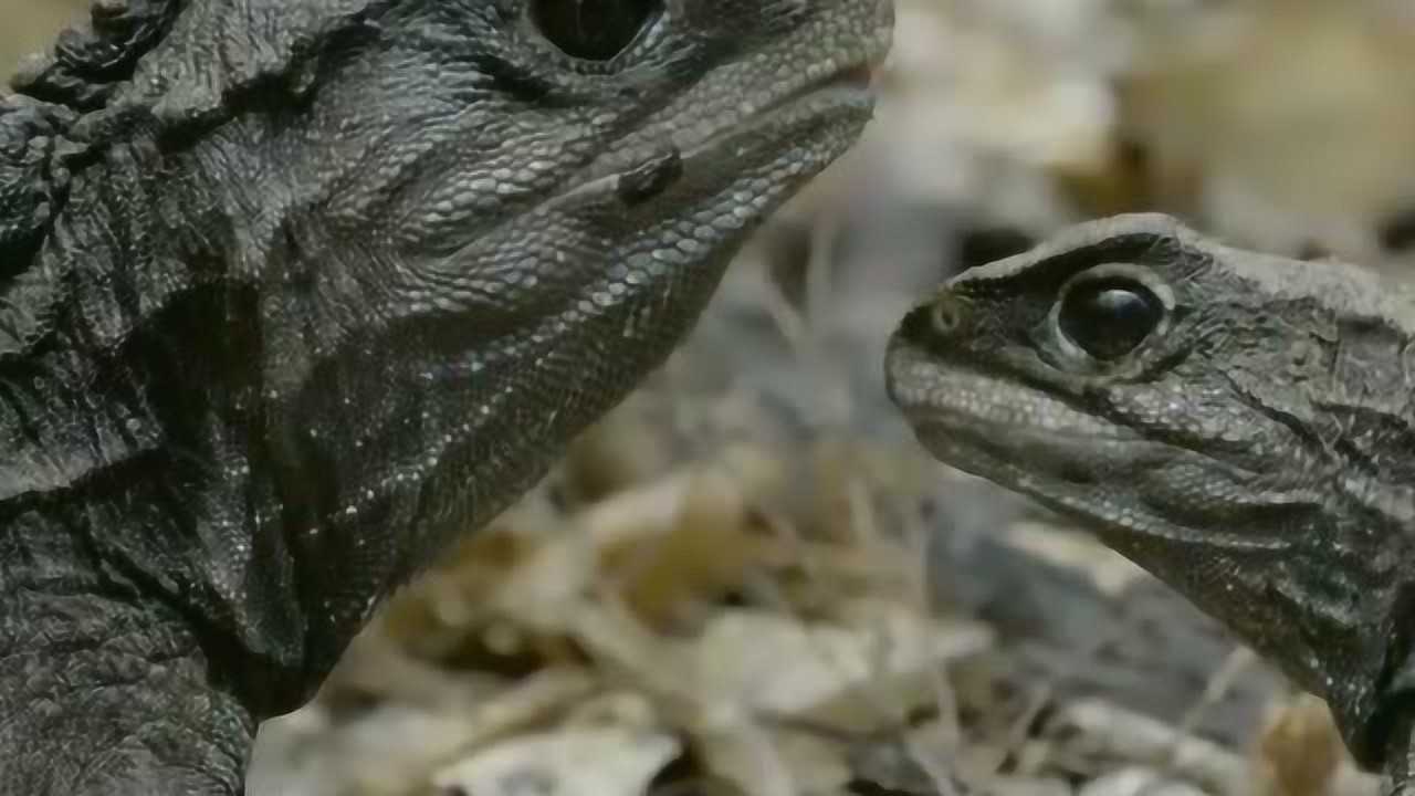蜥中隐士楔齿蜥珍惜的繁殖期_腾讯视频