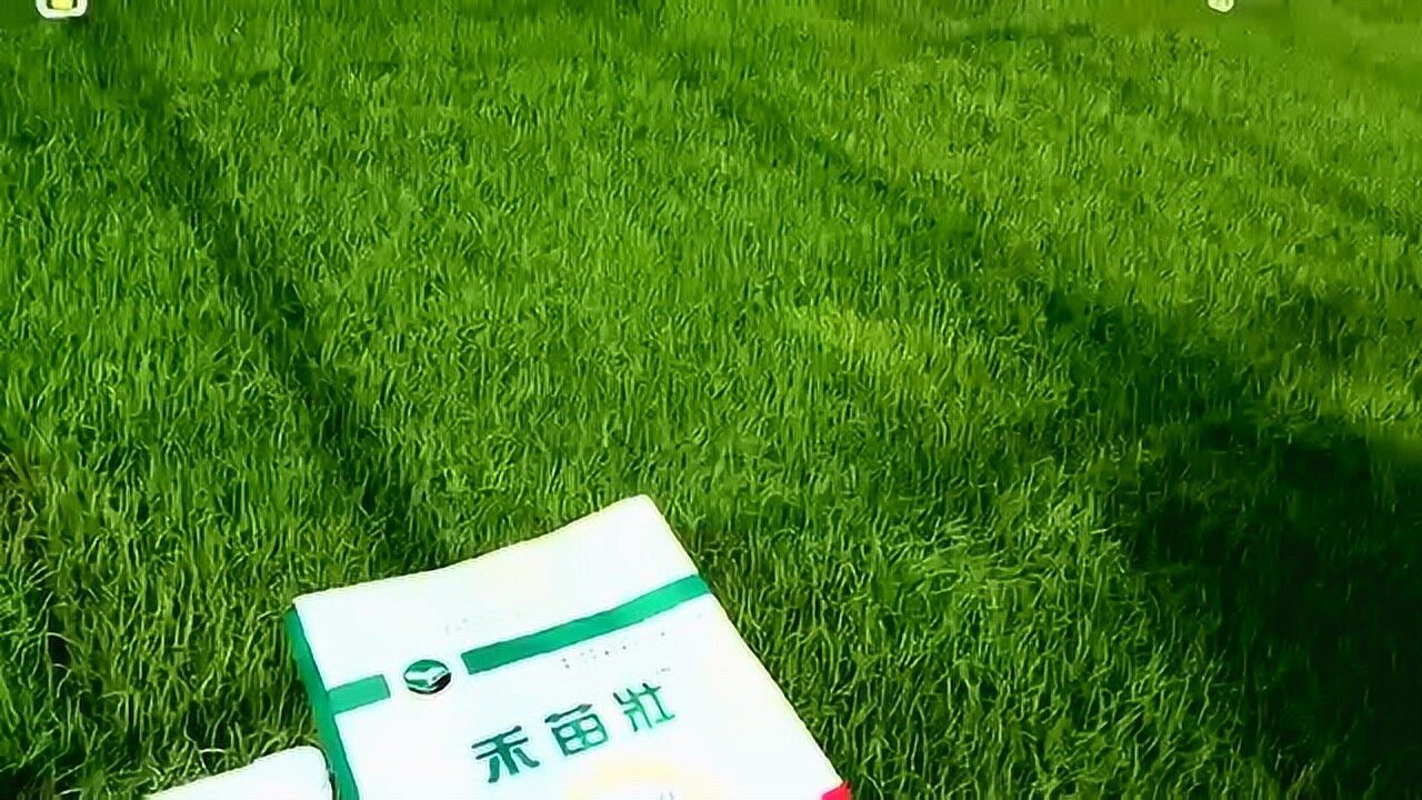 益佳禾水稻壮秧剂图片