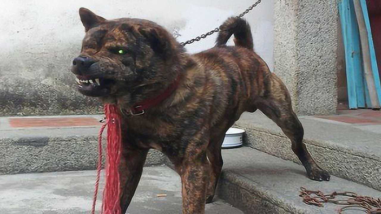 中国本土狗王斑锦彪曾为乾隆御园猎犬很多人都没见过