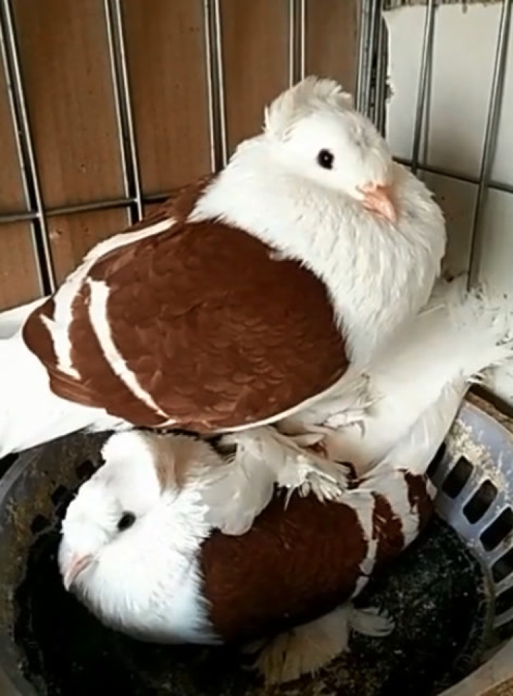 新疆翻翻鸽,这是新品种!