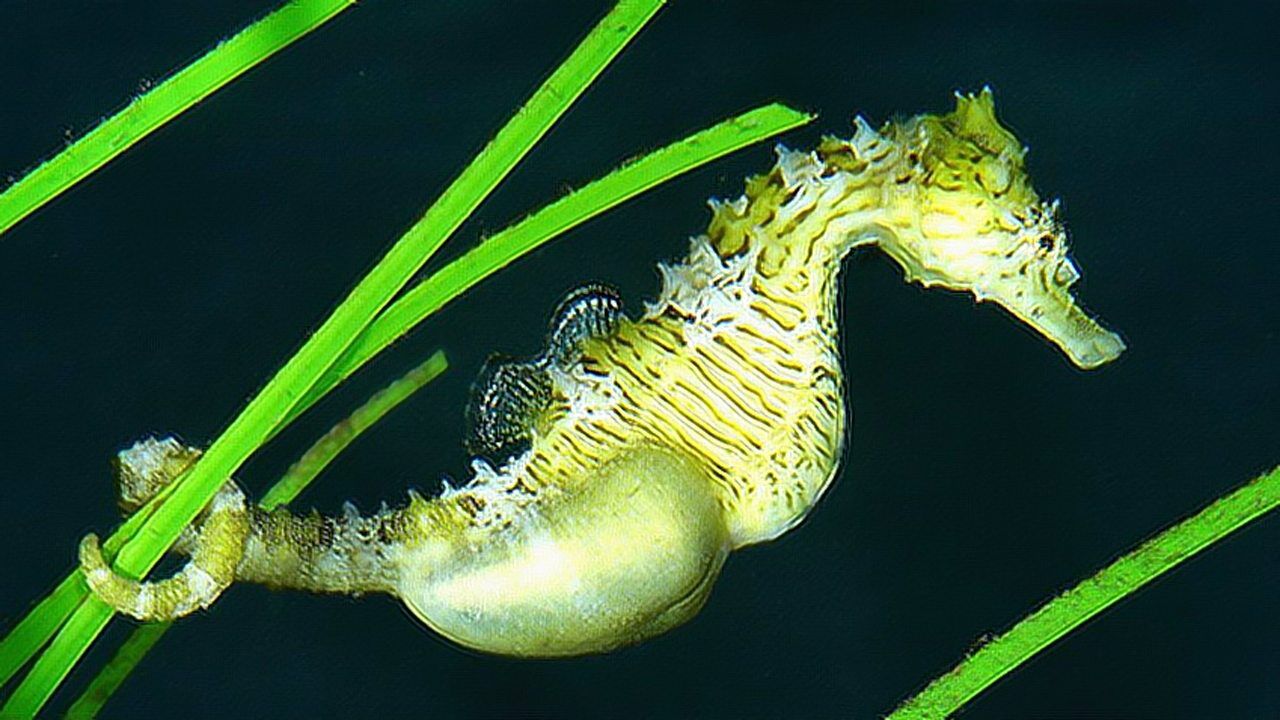 不可思议雄海马分娩动物界最了不起的爸爸又当爹又当妈