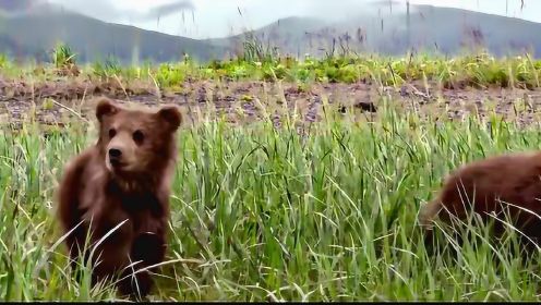 《阿拉斯加的棕熊》萌熊为吃鲑鱼，翻越千山万水