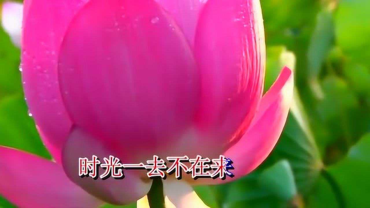 百聽不厭,經典佛歌《阿彌陀佛蓮花開》,天籟之音