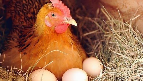 母鸡看到鸡蛋被拿走，为什么不生气？说出来你都不敢信
