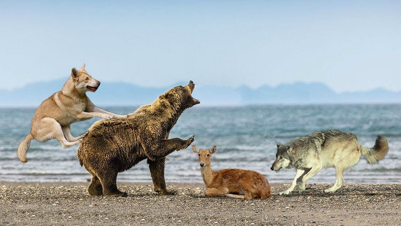 棕熊捕鹿狼群在后三头狼是两头熊的对手吗镜头拍下全过程