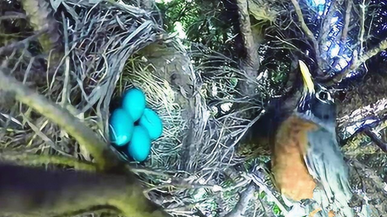 蛇爬上树去找鸟蛋吃没想到遇到了自己的克星