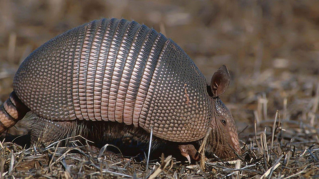 犰狳是一种什么动物?看完实在喜欢不起来
