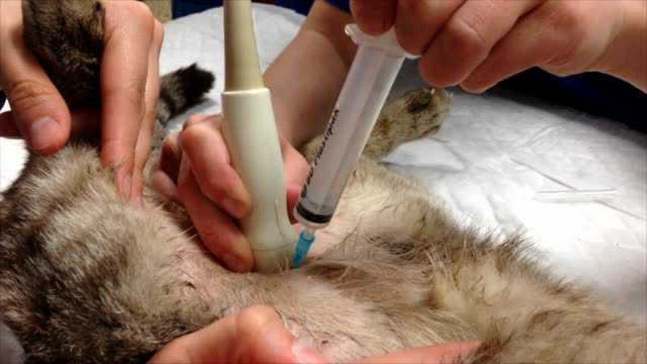 04_1_猫膀胱穿刺术_腾讯视频