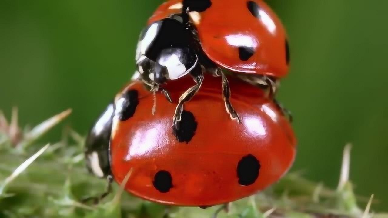 微观世界:七星瓢虫寻觅同伴,相伴一生!_腾讯视频