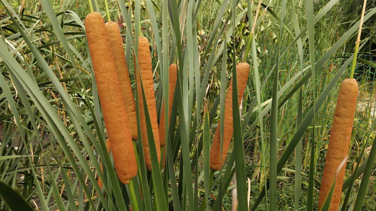 香蒲棒晒干了,它的作用可大了,现在知道也不晚