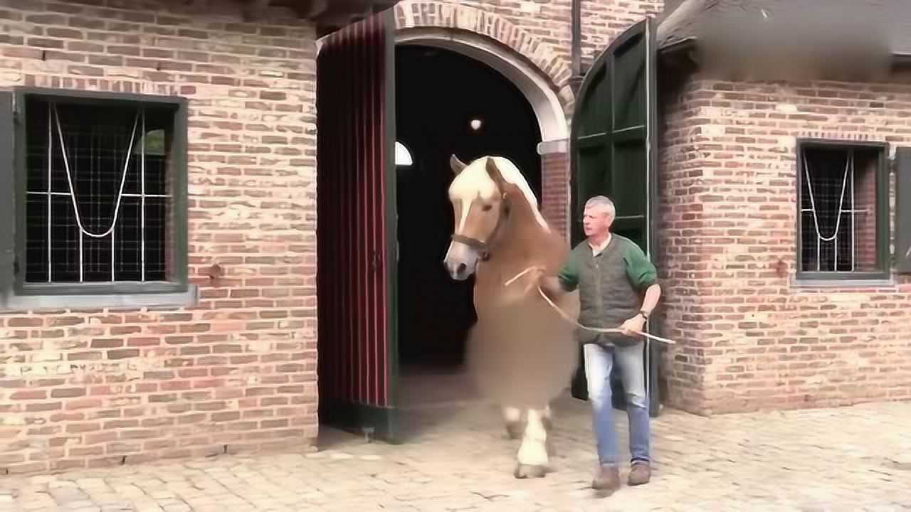 欧洲驮马的块头太大了,跟牛比起来怕也是丝毫不逊色